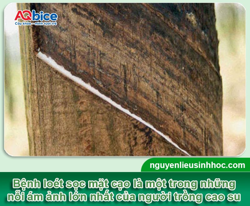 Loét sọc miệng cạo cao su: Dấu hiệu & Cách xử lý dứt điểm 1 Loét sọc miệng cạo cao su: Dấu hiệu &; Cách xử lý dứt điểm
