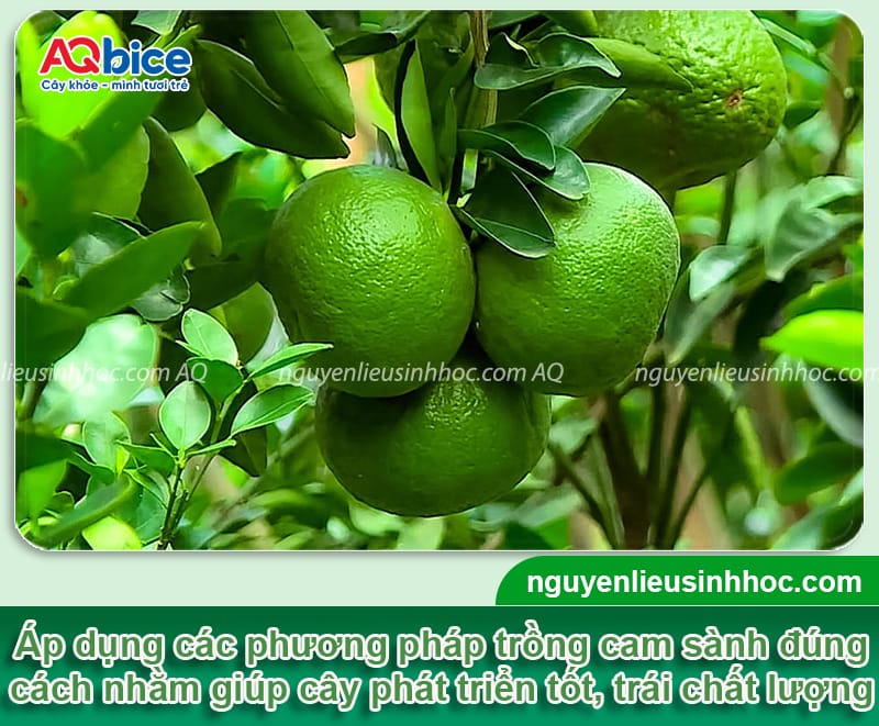 Kỹ thuật trồng cam sành và Cách chăm sóc để trái ra sai trĩu
