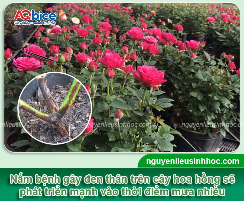 Cây hoa hồng bị đen thân do đâu và Cách xử lý hiệu quả