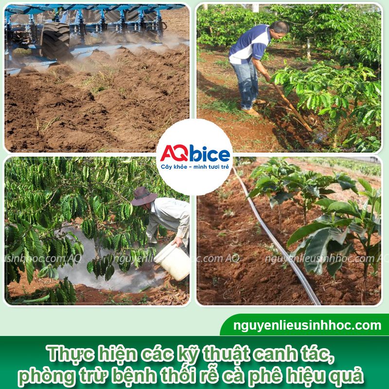 Phát hiện và xử lý triệt để bệnh thối rễ cà phê 3 Phát hiện và xử lý triệt để bệnh thối rễ cà phê
