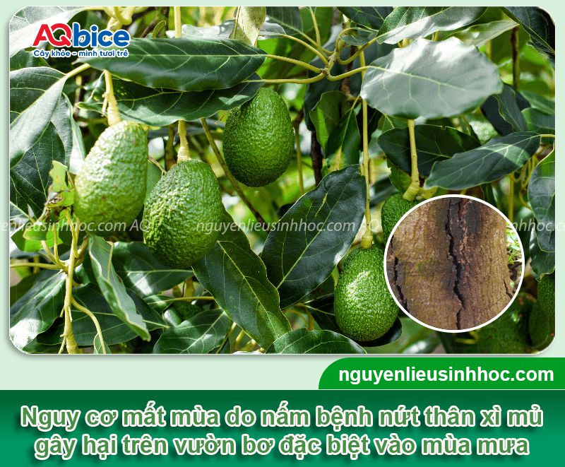 Bệnh nứt thân xì mủ cây bơ: Nguyên nhân & Cách xử lý