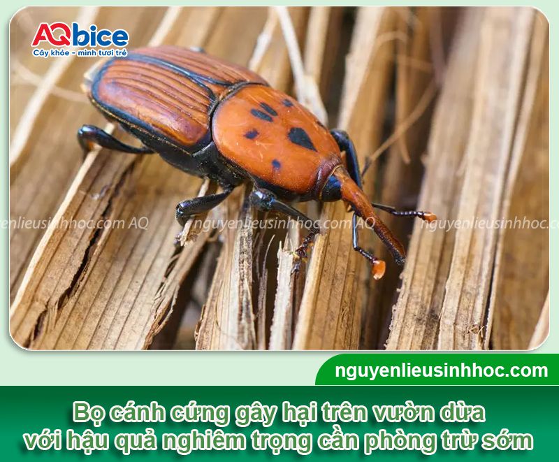 Nhận biết bọ cánh cứng hại dừa và Cách xử lý triệt để 9 Nhận biết bọ cánh cứng hại dừa và Cách xử lý triệt để