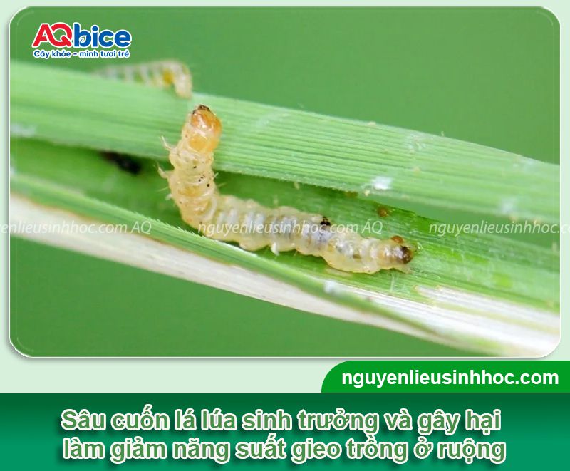 Phòng trừ sâu cuốn lá nhỏ hại lúa dứt điểm, hiệu quả nhanh 1 Phòng trừ sâu cuốn lá nhỏ hại lúa dứt điểm, hiệu quả nhanh