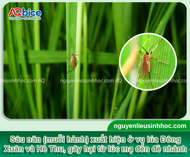 Sâu năn hại lúa: Đặc điểm và Cách phòng trừ dứt điểm