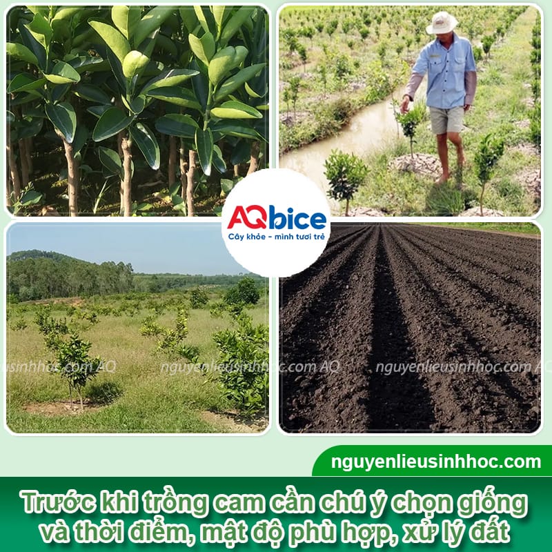 Kỹ thuật trồng cam sành và Cách chăm sóc để trái ra sai trĩu 2 Kỹ thuật trồng cam sành và Cách chăm sóc để trái ra sai trĩu