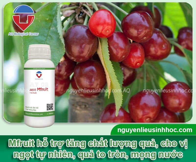 Cách trồng cây cherry trong chậu sai cành, cho quả tròn mọng
