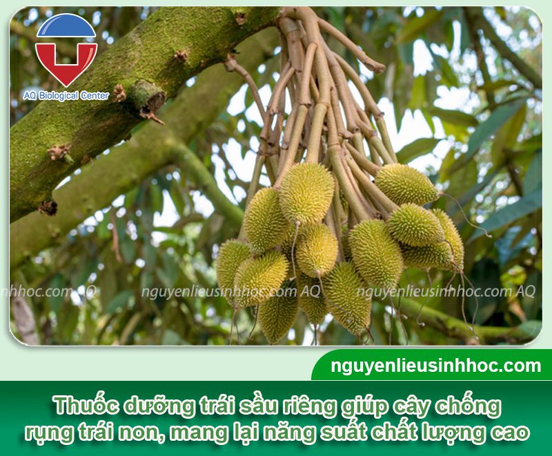 Thuốc dưỡng trái sầu riêng Kfruit chống rụng trái hiệu quả
