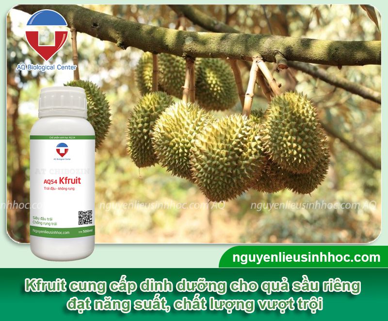 Thuốc dưỡng trái sầu riêng Kfruit chống rụng trái hiệu quả