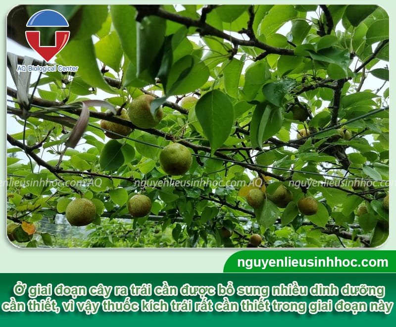 Thuốc lớn trái Mfruit nuôi trái cho ra trái chuẩn, bóng đẹp