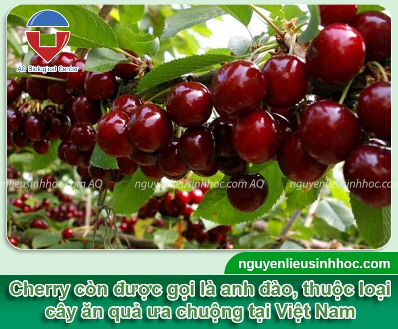 Cách trồng cây cherry trong chậu sai cành, cho quả tròn mọng