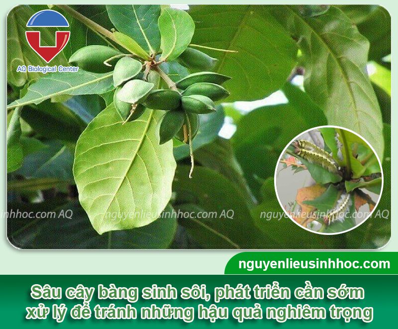 Phòng trừ sâu cây bàng ăn lá hiệu quả bằng thuốc sinh học