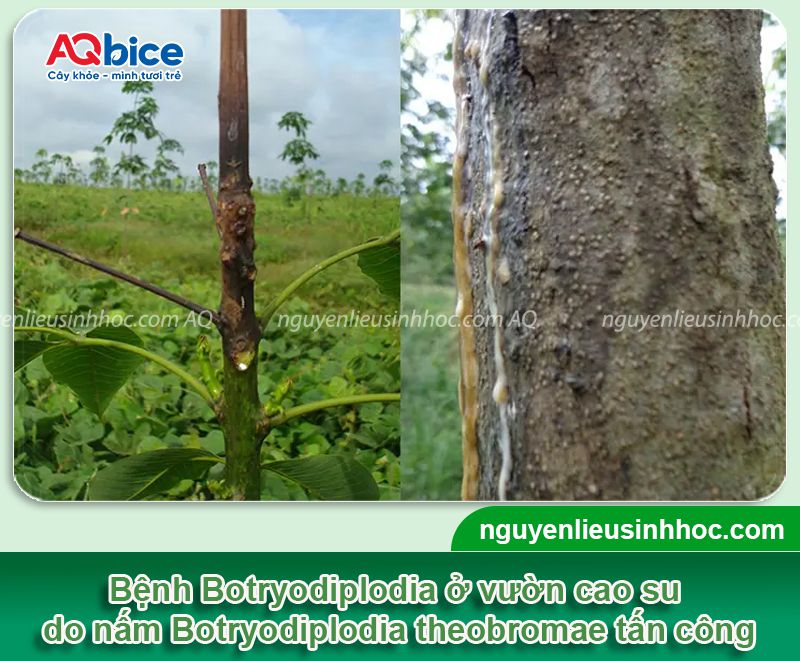 Các loại bệnh trên cây cao su thường gặp và Cách phòng trừ