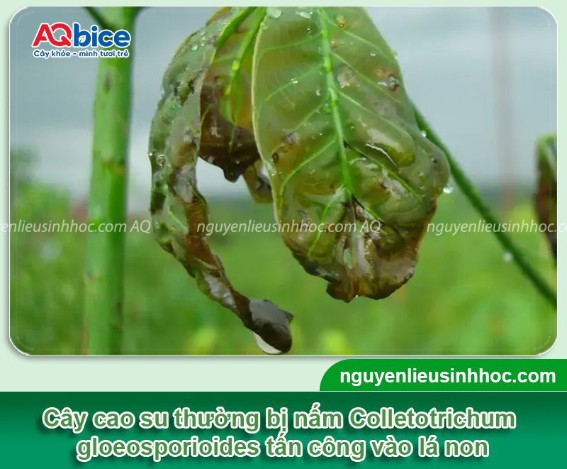 Các loại bệnh trên cây cao su thường gặp và Cách phòng trừ 3 Các loại bệnh trên cây cao su thường gặp và Cách phòng trừ