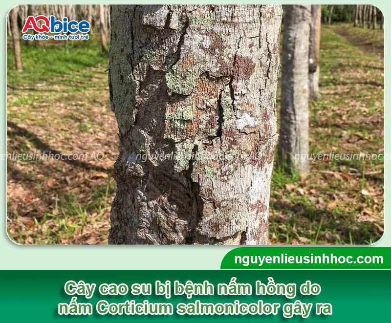 Các loại bệnh trên cây cao su thường gặp và Cách phòng trừ 2 Các loại bệnh trên cây cao su thường gặp và Cách phòng trừ