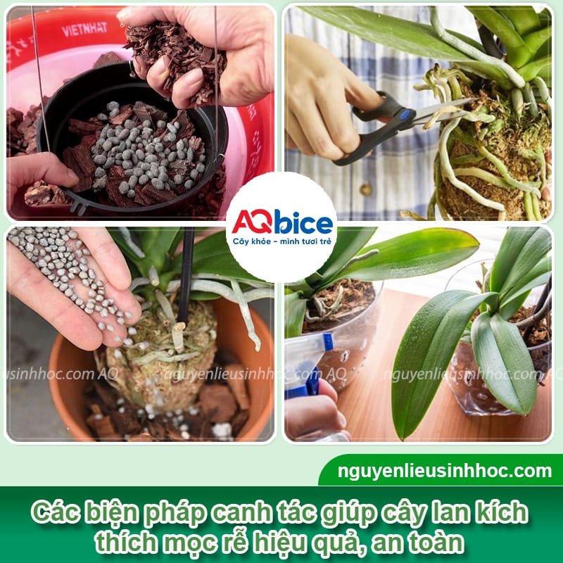 Thuốc kích rễ cho lan giúp ra rễ cực mạnh, hiệu quả nhanh 3 Thuốc kích rễ cho lan giúp ra rễ cực mạnh, hiệu quả nhanh