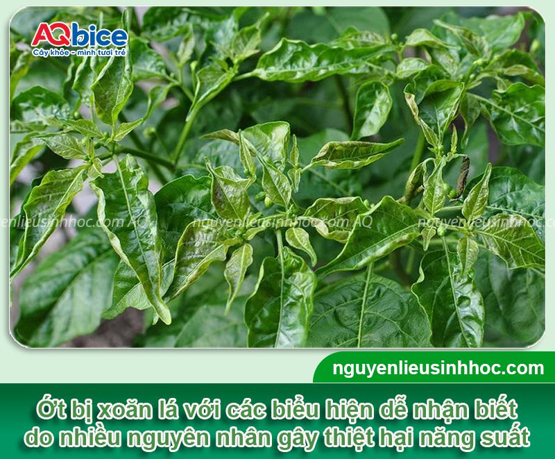 Ớt bị xoăn lá do đâu và Cách phòng trị dứt điểm 2 Ớt bị xoăn lá do đâu và Cách phòng trị dứt điểm
