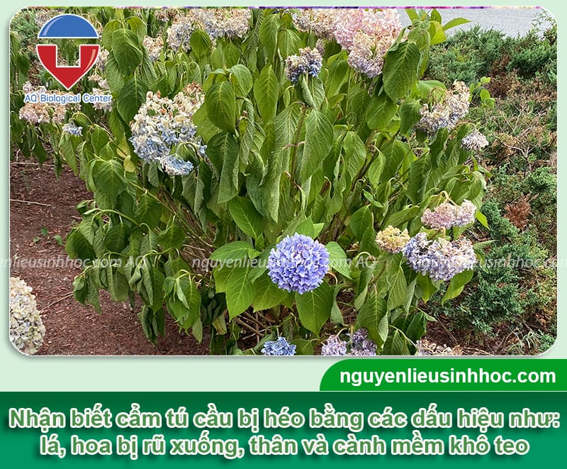 Nguyên nhân cây cẩm tú cầu bị héo, cách phòng trị an toàn