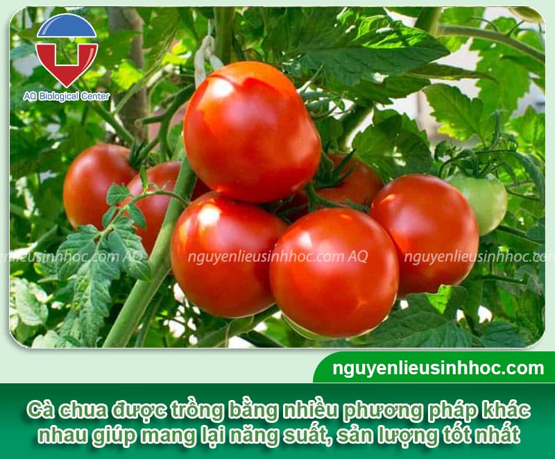 Cách trồng cây cà chua sai trĩu cành, quả chín đỏ mọng