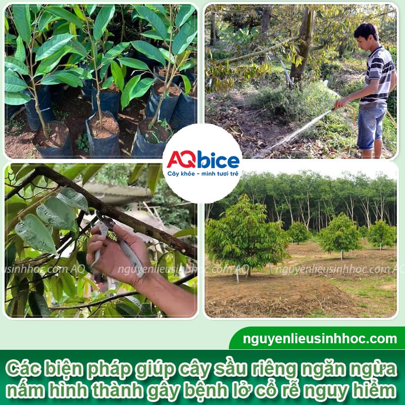 Lở cổ rễ sầu riêng do đâu và Cách phòng trừ dứt điểm