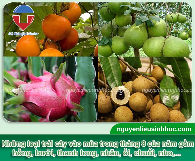 Bảng mùa trái cây ở Việt Nam theo từng tháng trong năm
