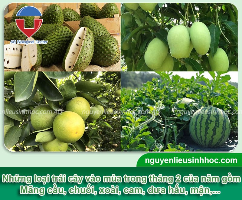 Bảng mùa trái cây ở Việt Nam theo từng tháng trong năm