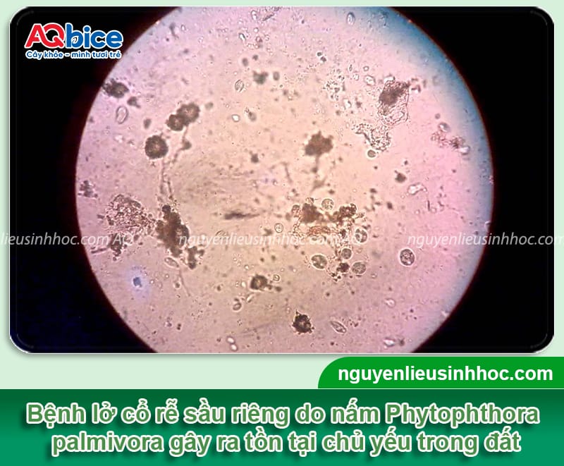 Lở cổ rễ sầu riêng do đâu và Cách phòng trừ dứt điểm