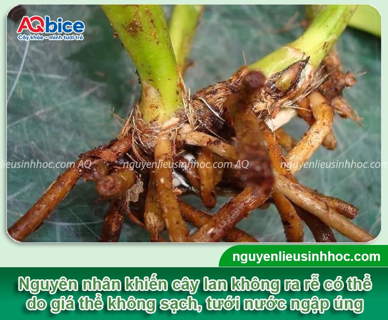 Thuốc kích rễ cho lan giúp ra rễ cực mạnh, hiệu quả nhanh 2 Thuốc kích rễ cho lan giúp ra rễ cực mạnh, hiệu quả nhanh