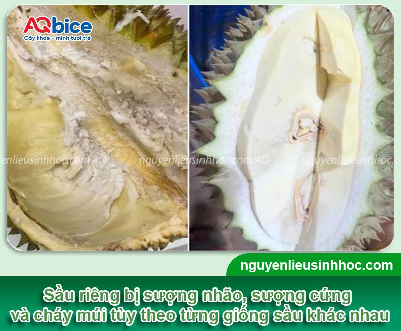 Sầu riêng bị sượng: Nguyên nhân và Cách xử lý hiệu quả 2 Sầu riêng bị sượng nguyên nhân do đâu và cách khắc phục