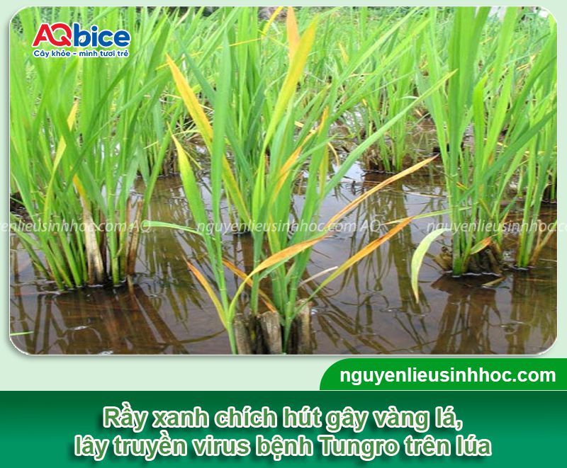 Dấu hiệu khi rầy xanh hại lúa và Cách xử lý triệt để 3 Dấu hiệu khi rầy xanh hại lúa và Cách xử lý triệt để