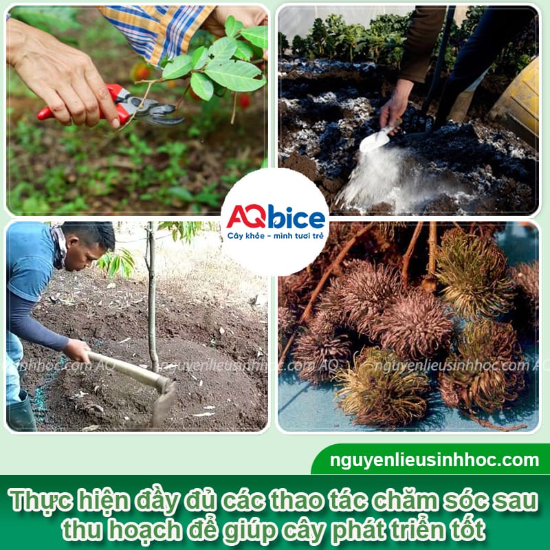 Rửa vườn, chăm sóc chôm chôm sau thu hoạch mau hồi phục 3 Rửa vườn, chăm sóc chôm chôm sau thu hoạch mau hồi phục