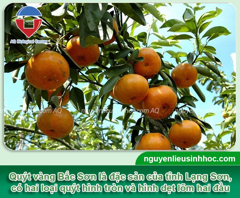 Tháng 11 là mùa trái cây gì? Top 6 trái cây được trồng phổ biến nhất