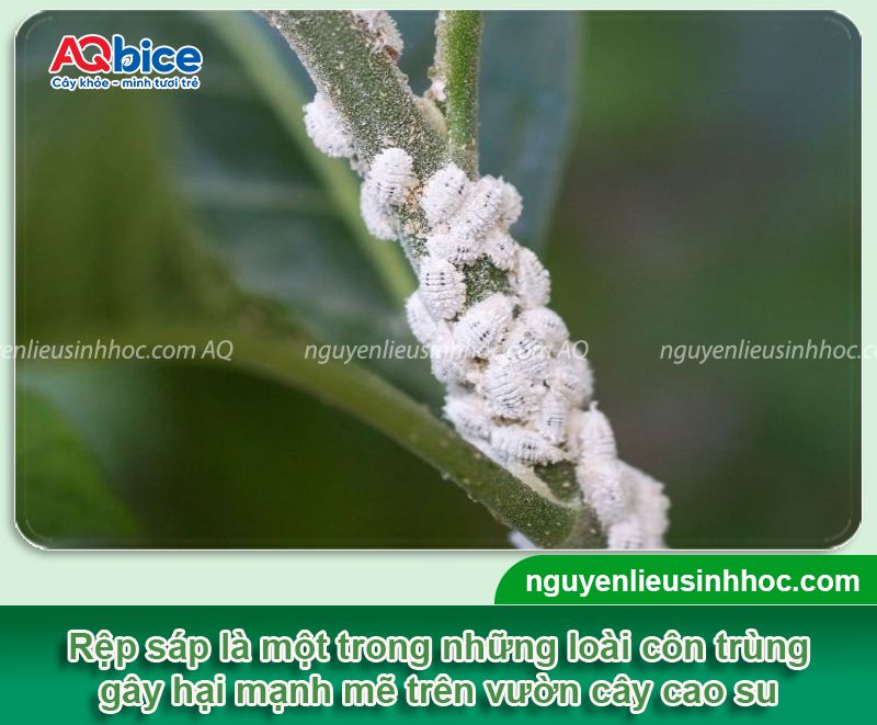 Các loại bệnh trên cây cao su thường gặp và Cách phòng trừ 5 Các loại bệnh trên cây cao su thường gặp và Cách phòng trừ