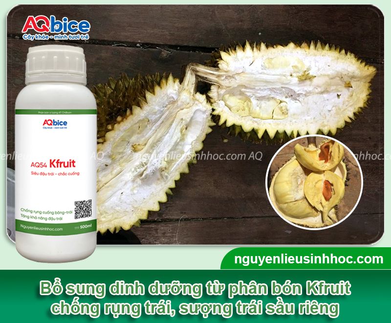Sầu riêng bị sượng: Nguyên nhân và Cách xử lý hiệu quả 4 Sầu riêng bị sượng nguyên nhân do đâu và cách khắc phục