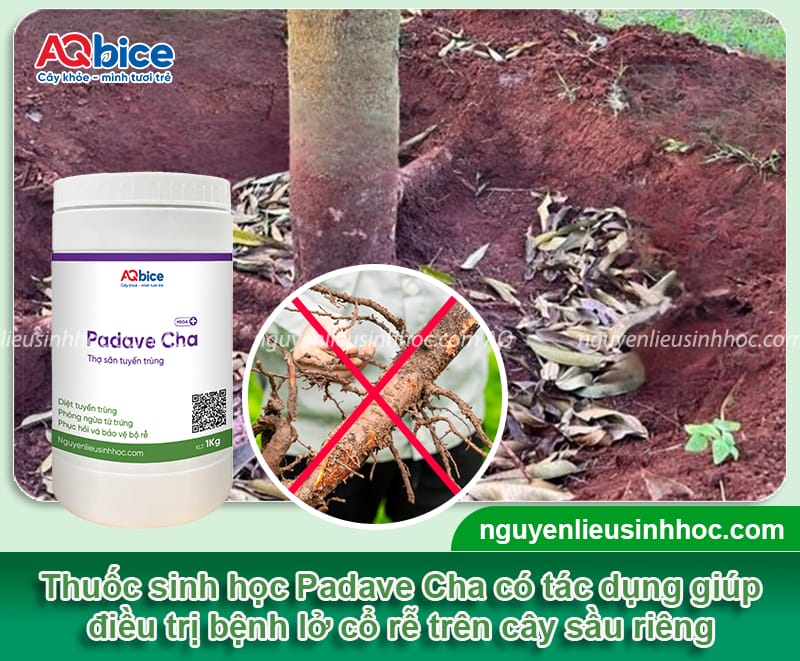 Lở cổ rễ sầu riêng do đâu và Cách phòng trừ dứt điểm