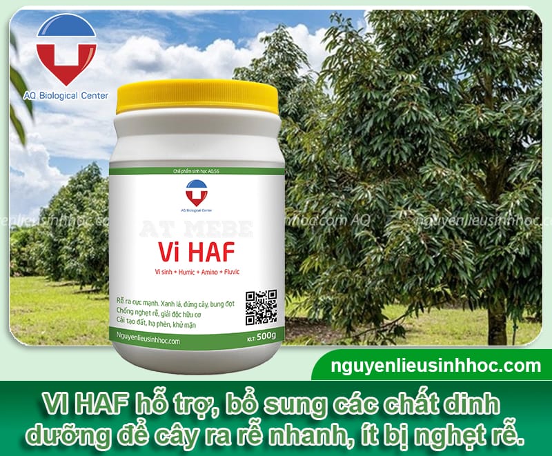 Thuốc kích rễ cho cây thân gỗ VI HAF có hiệu quả nhanh chóng