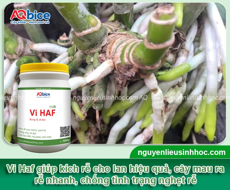 Thuốc kích rễ cho lan giúp ra rễ cực mạnh, hiệu quả nhanh