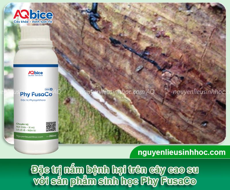 Các loại bệnh trên cây cao su thường gặp và Cách phòng trừ 6 Các loại bệnh trên cây cao su thường gặp và Cách phòng trừ
