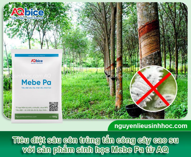 Các loại bệnh trên cây cao su thường gặp và Cách phòng trừ 7 Các loại bệnh trên cây cao su thường gặp và Cách phòng trừ