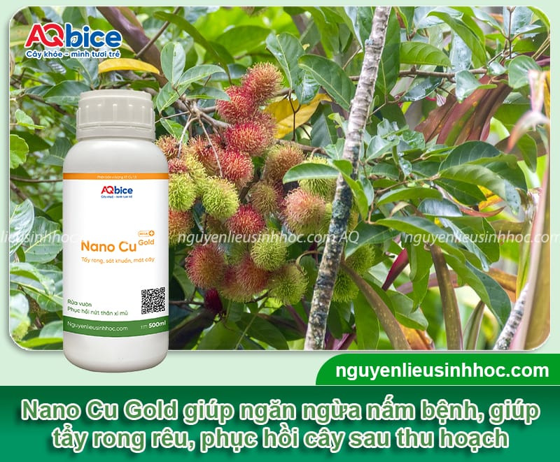Rửa vườn, chăm sóc chôm chôm sau thu hoạch mau hồi phục 4 Rửa vườn, chăm sóc chôm chôm sau thu hoạch mau hồi phục