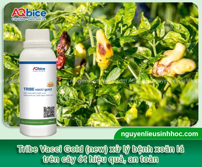 Ớt bị xoăn lá do đâu và Cách phòng trị dứt điểm 3 Ớt bị xoăn lá do đâu và Cách phòng trị dứt điểm