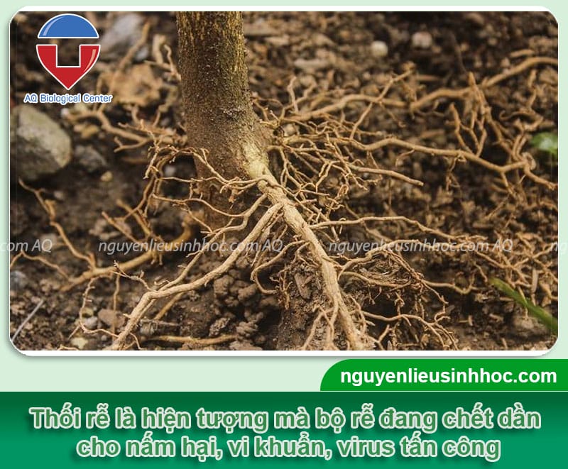 Cây bị thối rễ nguyên nhân do đâu? Những biện pháp khắc phục cho nhà nông