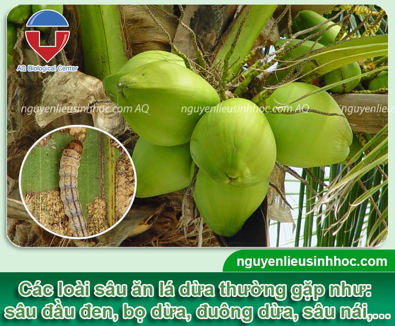 Tổng hợp các loại sâu ăn lá dừa và Cách phòng trị