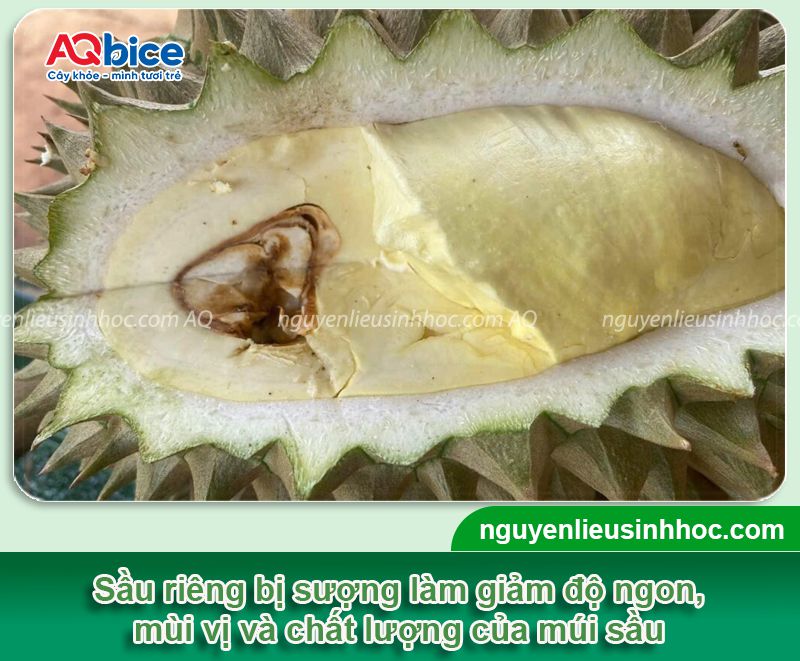 Sầu riêng bị sượng nguyên nhân do đâu và cách khắc phục