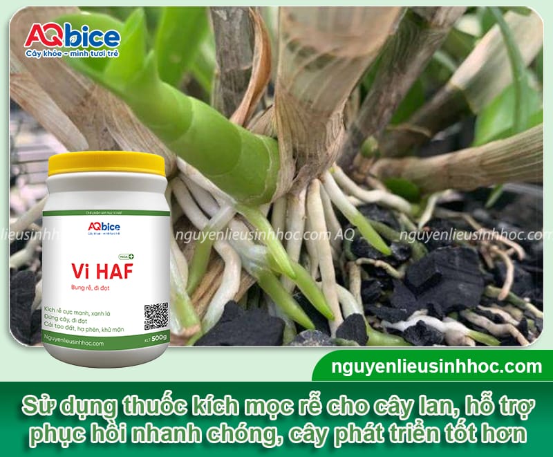 Thuốc kích rễ cho lan giúp ra rễ cực mạnh, hiệu quả nhanh 1 Thuốc kích rễ cho lan giúp ra rễ cực mạnh, hiệu quả nhanh