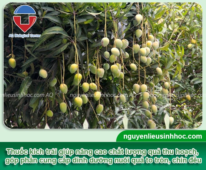 Thuốc lớn trái Mfruit nuôi trái cho ra trái chuẩn, bóng đẹp