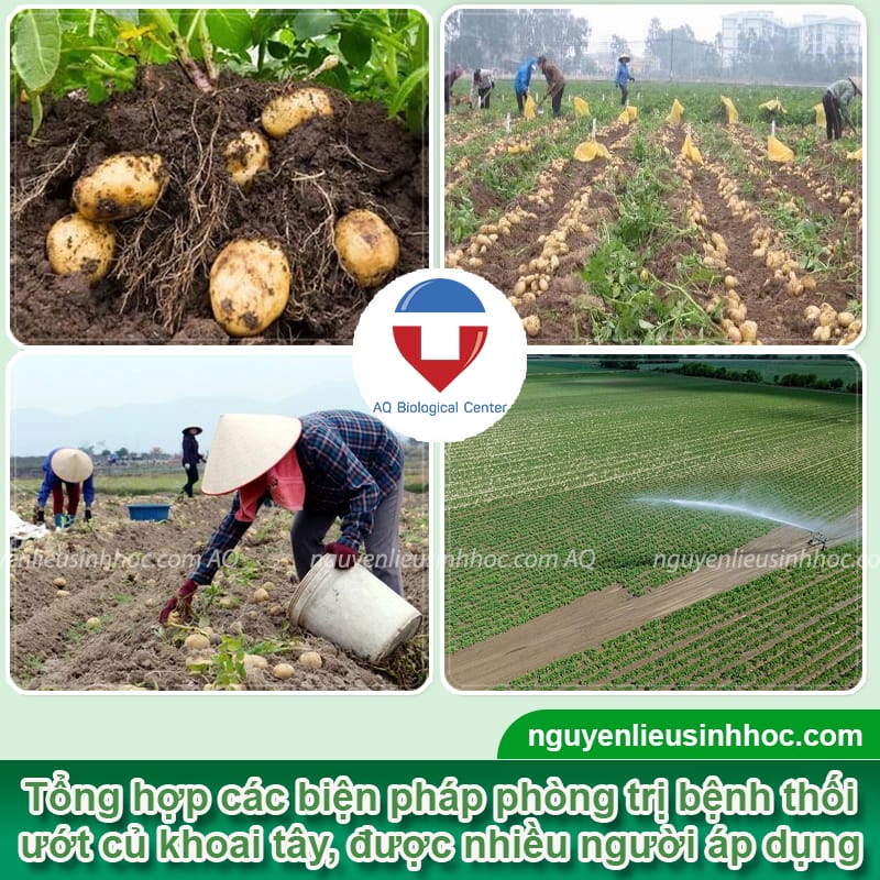 Bệnh thối ướt củ khoai tây và Biện pháp phòng trừ hiệu quả