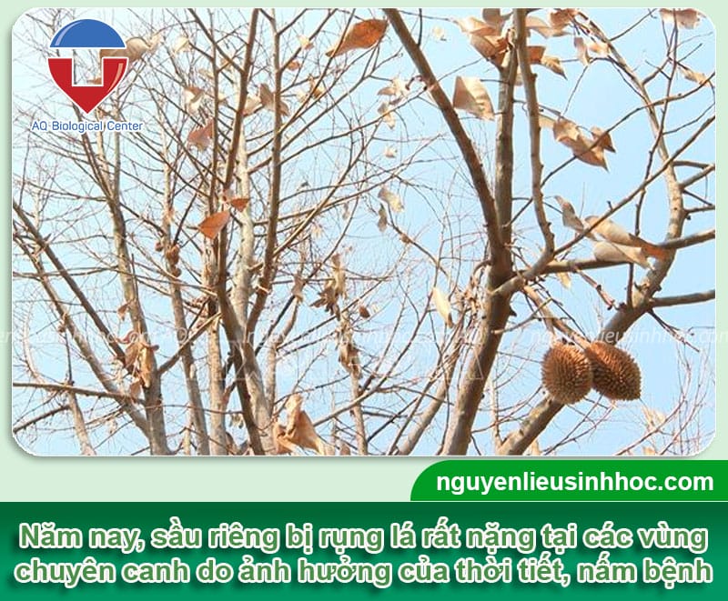 Phòng trừ sầu riêng bị rụng lá hiệu quả & Nguyên nhân