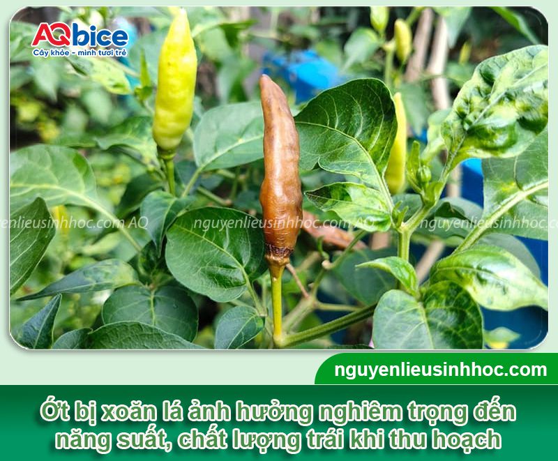 Ớt bị xoăn lá do đâu và Cách phòng trị dứt điểm 1 Ớt bị xoăn lá do đâu và Cách phòng trị dứt điểm