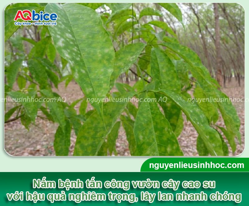 Các loại bệnh trên cây cao su thường gặp và Cách phòng trừ 1 Các loại bệnh trên cây cao su thường gặp và Cách phòng trừ