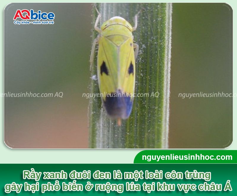 Dấu hiệu khi rầy xanh hại lúa và Cách xử lý triệt để 1 Dấu hiệu khi rầy xanh hại lúa và Cách xử lý triệt để